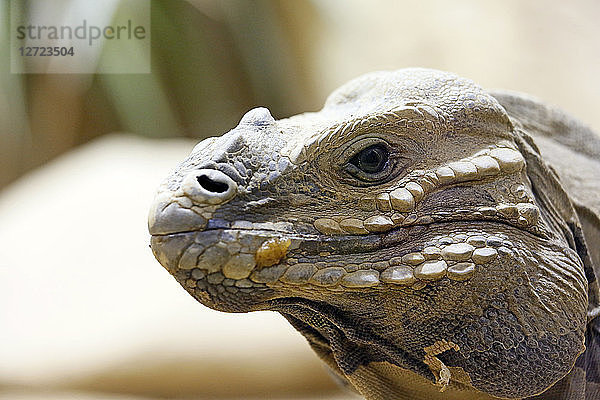Reptil. Nahaufnahme eines Leguan-Nashorns (Cyclura cornuta).