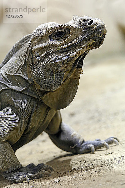 Reptil. Nahaufnahme eines Leguan-Nashorns (Cyclura cornuta).