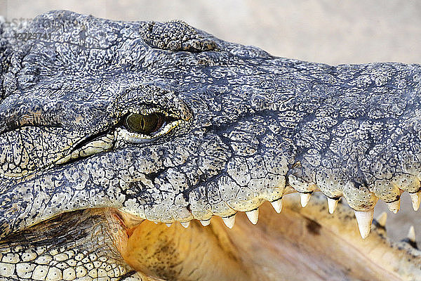 Reptil. Nahaufnahme eines Nilkrokodils (Crocodylus niloticus corviei).