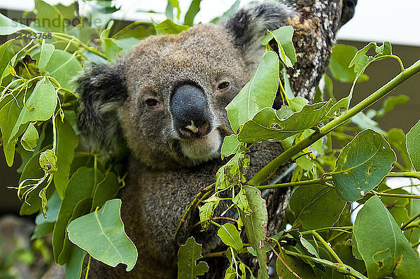 Ozeanien  Australien  Sydney Koala