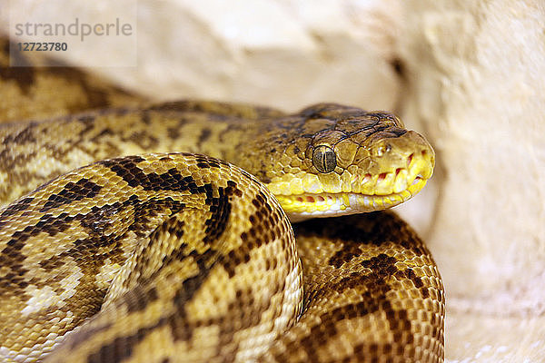 Reptil. Schlange. Nahaufnahme eines Pythons von Timor (Python timorensis).