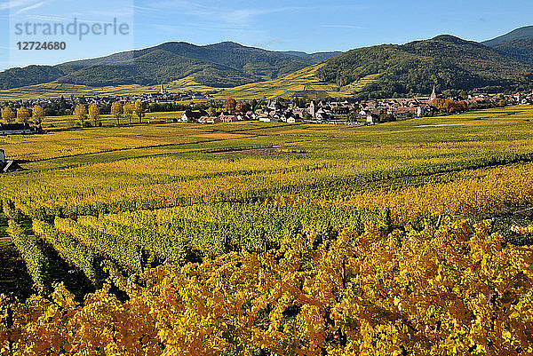 Weinberg von Kientzheim im Herbst  Elsass  Frankreich