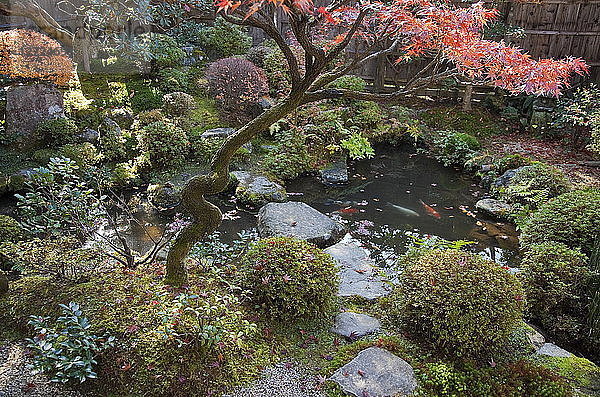 Japan  Kyoto  Bezirk Ohara  Hosen-in-Tempel  Weg mit Trittsteinen über einen kleinen Teich im Hofgarten mit Herbstlaub