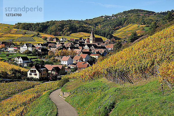 Dorf Niedermorschwihr in seinem Weinberg im Herbst  Elsass Frankreich