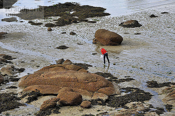 Frankreich  Bretagne  Departement Cotes-d'Armor  Ploumanach-Felsen an der Rosa Granitküste in Perros-Guirec  Muscheln in der Bucht von Saint Guirec.