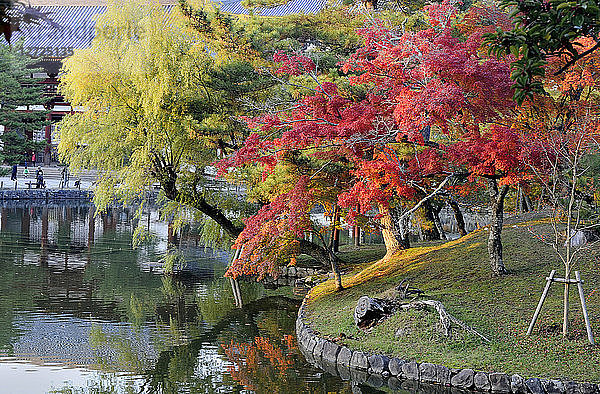 Japan  Honshu  Nara  Ahornbäume im Herbst im buddhistischen Tempel Todai-ji (UNESCO-Welterbe  8. Jahrhundert)
