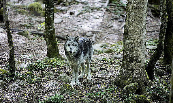 Wölfe Kanada Wolfsheim in Gefangenschaft  Naturschutzgebiet Orlu  Ariege  Midi Pyrenees  Frankreich