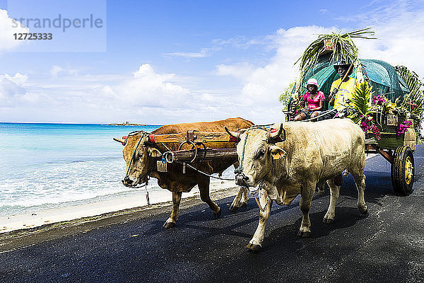 Stiere  die einen Wagen ziehen  Saint-Louis  Marie-Galante  Guadeloupe  Frankreich
