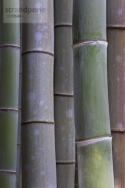 Japan  südwestlicher Bereich von Kyoto  Rakusai Bamboo Park  Detailaufnahme eines Bambuswaldes