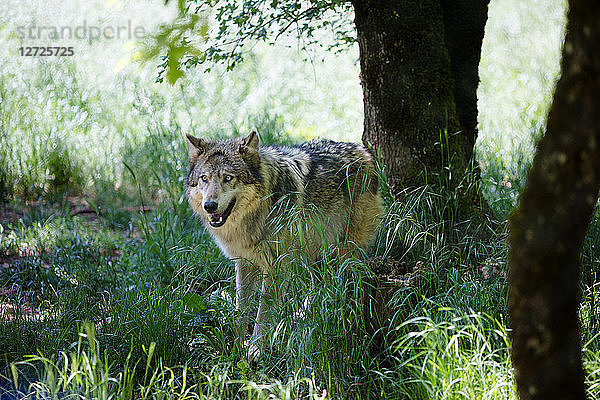 Graue Wölfe in Gefangenschaft im Tierpark Gramat  Departement Lot  Languedoc-Roussillon  Midi-Pyrenäen  Frankreich