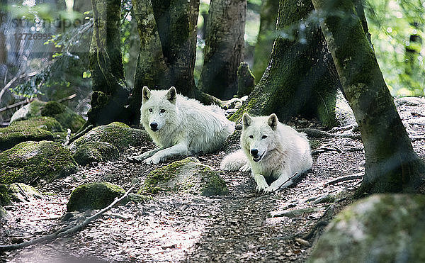Arktische Wölfe in Gefangenschaft bei den heimischen Wölfen  Naturschutzgebiet von Orlu  Ariege  Midi Pyrenees  Frankreich
