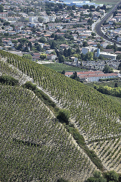 Frankreich   Rhône Alpes   Drome  die Weinberge von Tain L'Hermitage mit  im Hintergrund  der Stadt Tain