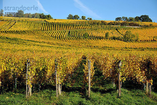 Weinberg im Herbst  Elsass  Frankreich