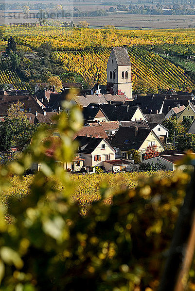 Kirche von Mittelwihr in seinem Weinberg im Herbst  Elsass  Frankreich