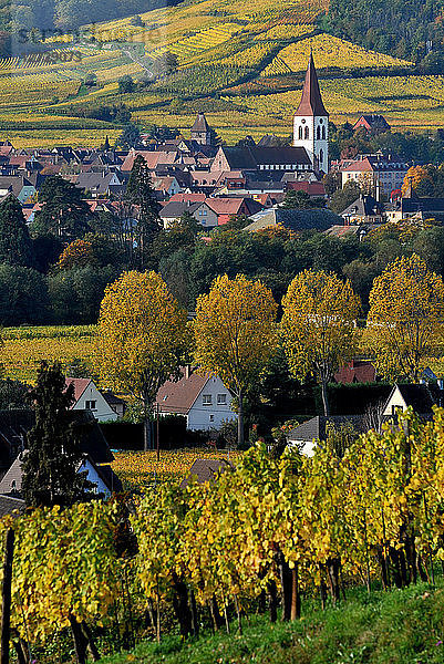 Dorf Ammerschwihr in seinem Weinberg im Herbst  Elsass  Frankreich