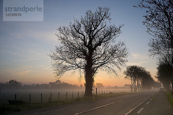 Frankreich  Südwestfrankreich  Parempuyre  Baum  Sonnenaufgang  Straße  Nebel