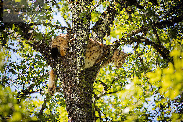 Luchs schlafend auf einem Baum  Tierpark in Gramat  Departement Lot  Languedoc-Roussillon  Midi-Pyrenäen  Frankreich