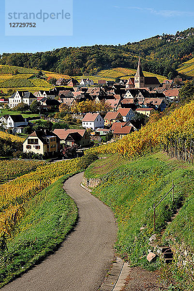Dorf Niedermorschwihr in seinem Weinberg im Herbst  Elsass  Frankreich