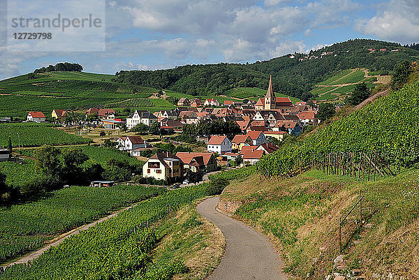 Dorf Niedermorschwihr in seinem Weinberg im Sommer  Elsass  Frankreich