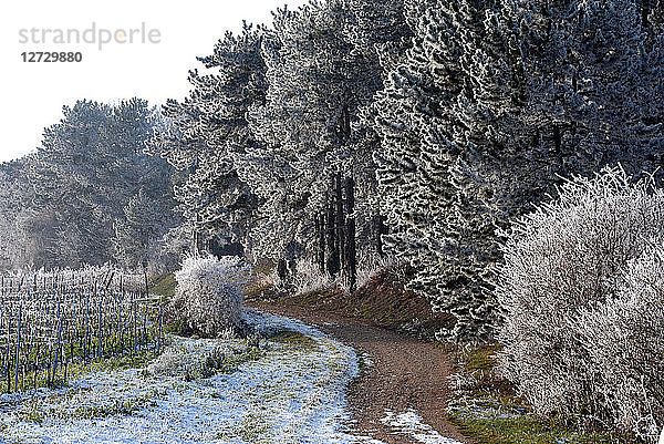 Weg im Weinberg von Bergheim im Winter  Elsass  Frankreich