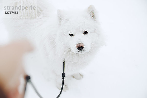 Portrait of white dog in the snow