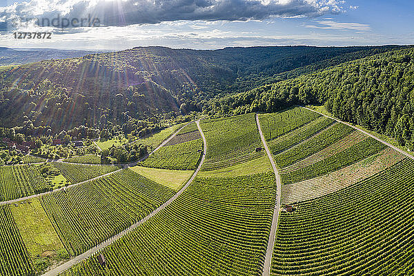 Germany  Baden-Wurttemberg  Rems Valley  Vineyards at Gundelsbach valley