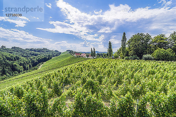 Austria  Styria  Gamitz  Wine estate and vinyards