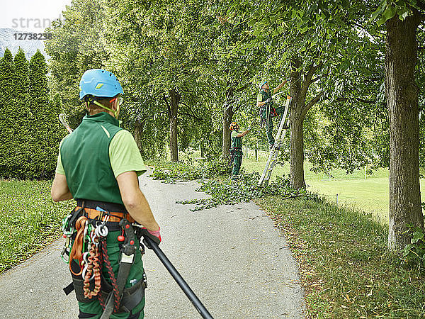 Tree cutters pruning of trees