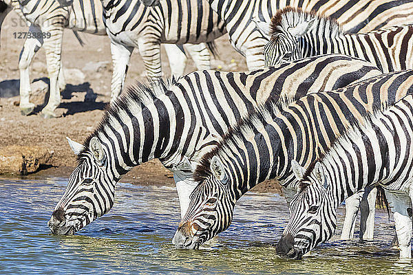 Africa  Namibia  Etosha National Park  burchell's zebras  Equus quagga burchelli  drinking water at Chudop waterhole