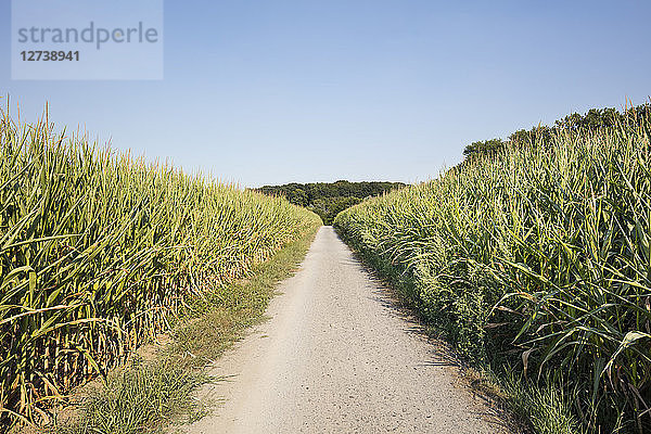 germany  North Rhine-Westphalia  maizefields  empty way
