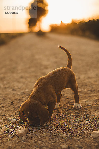 Brown puppy standing on a path smelling something at sunset