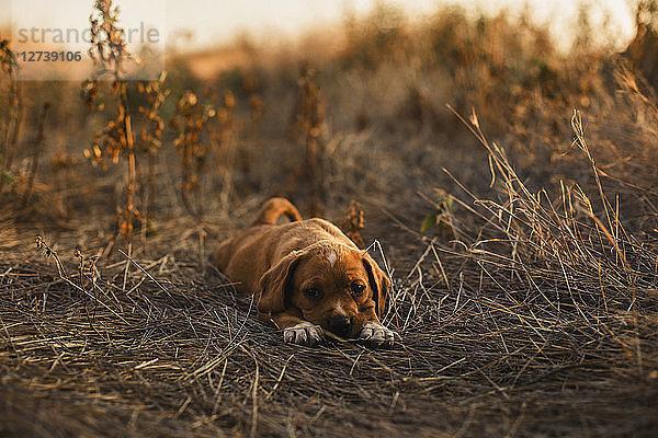 Puppy lying on a field