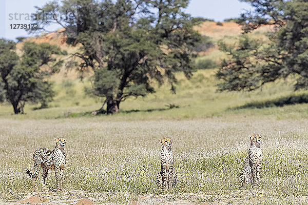 Botswana  Kgalagadi Transfrontier Park  Cheetahs  Acinonyx Jubatus