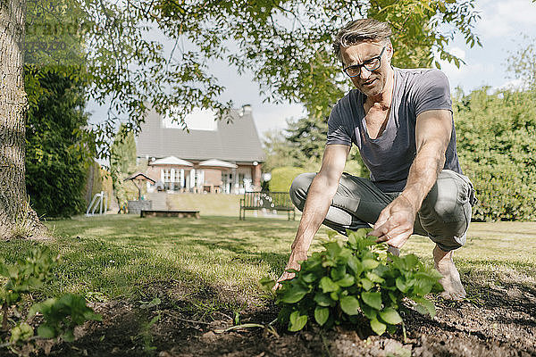 Mature man gardening in garden of his home