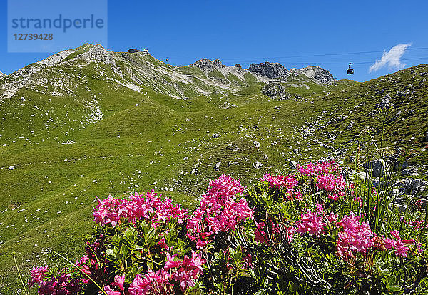 Germany  Bavaria  Allgaeu  Allgaeu Alps  Hairy Alpine Rose  Rhododendron hirsutum  Nebelhorn Cable Car and Westlicher Wengenkopf in the background