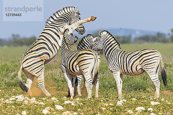 Africa  Namibia  Etosha National Park  burchell's zebras  Equus quagga burchelli  fighting