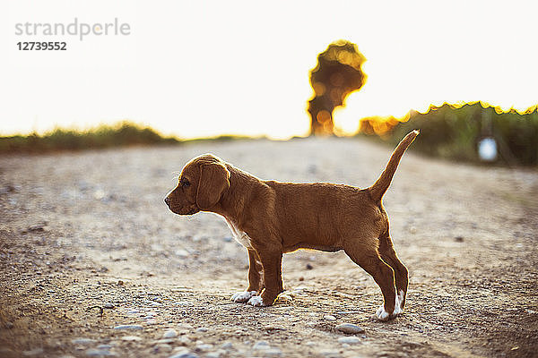 Brown puppy standing on a path during sunset