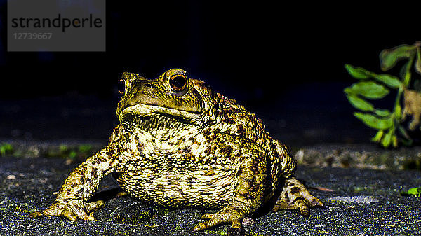 Portrait of European toad