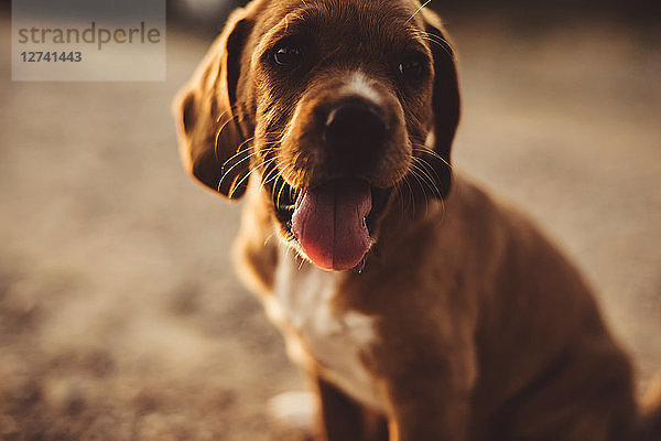 Portrait of a brown puppy sticking out his tongue