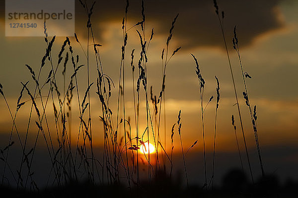 Germany  grasses at sunset