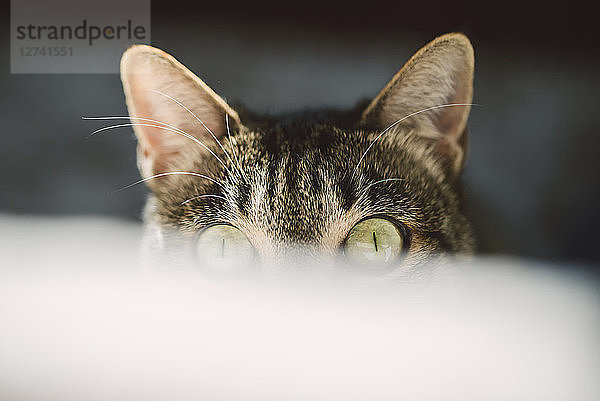 Portrait of peeking cat with green eyes