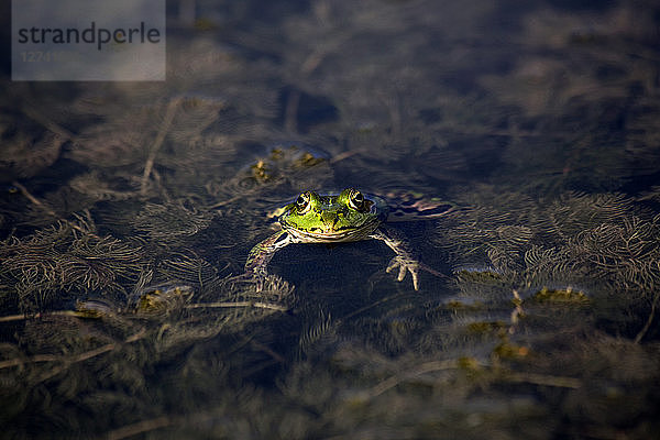 Pool frog in water