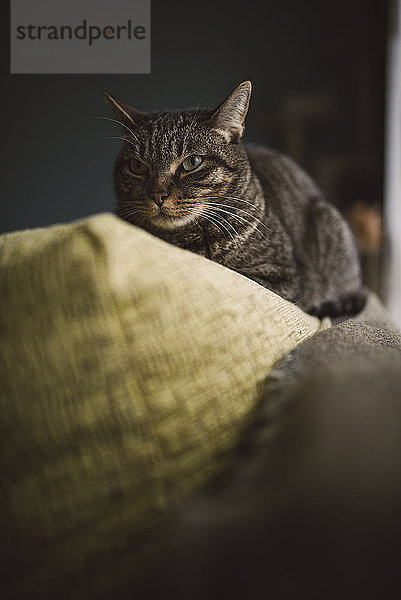 Cat on the top of a couch