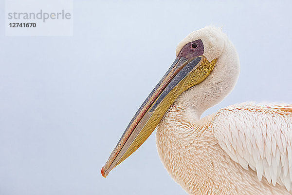 Namibia  Walvis Bay  portrait of white pelican