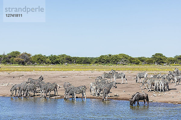 Africa  Namibia  Etosha National Park  burchell's zebras  Equus quagga burchelli  blue wildebeest  at Chudop waterhole