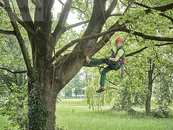 Tree cutter hanging on rope in tree