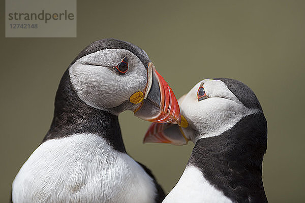 UK  Wales  two Atlantic puffins