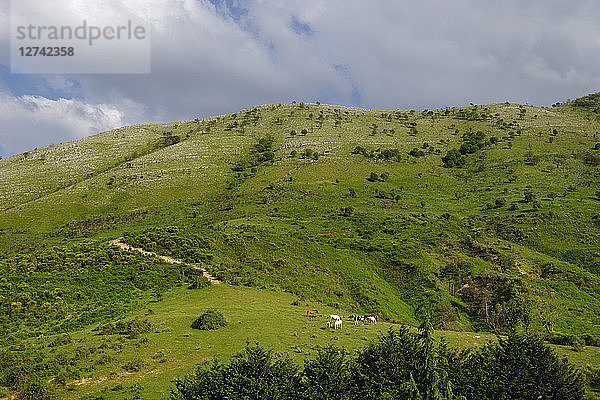 albania  Vlore County  Qafa e Muzines  horses on meadow