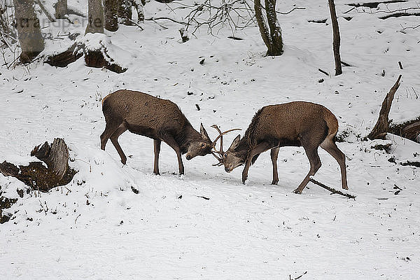 Red stags fighting