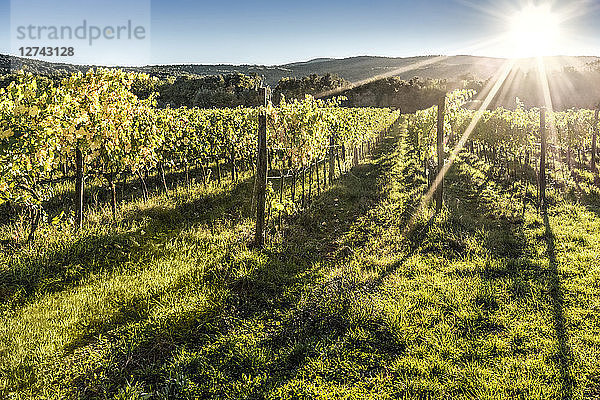 Italy  Tuscany  vineyard in backlight